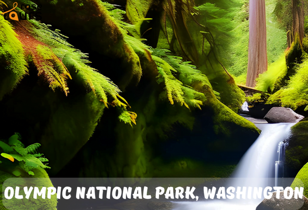 Olympic National Park Washington