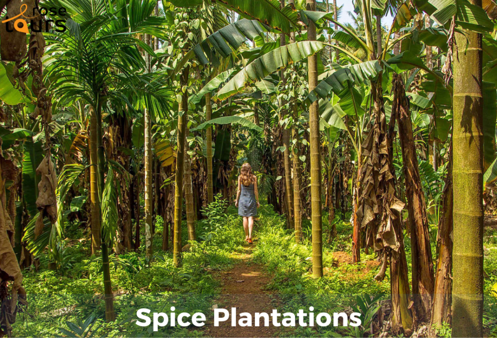 Spice Plantations