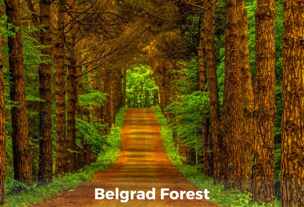 Belgrad Forest